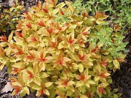 japonica Goldflame + f. (bumalda Goldflame) - Pistoia Verde