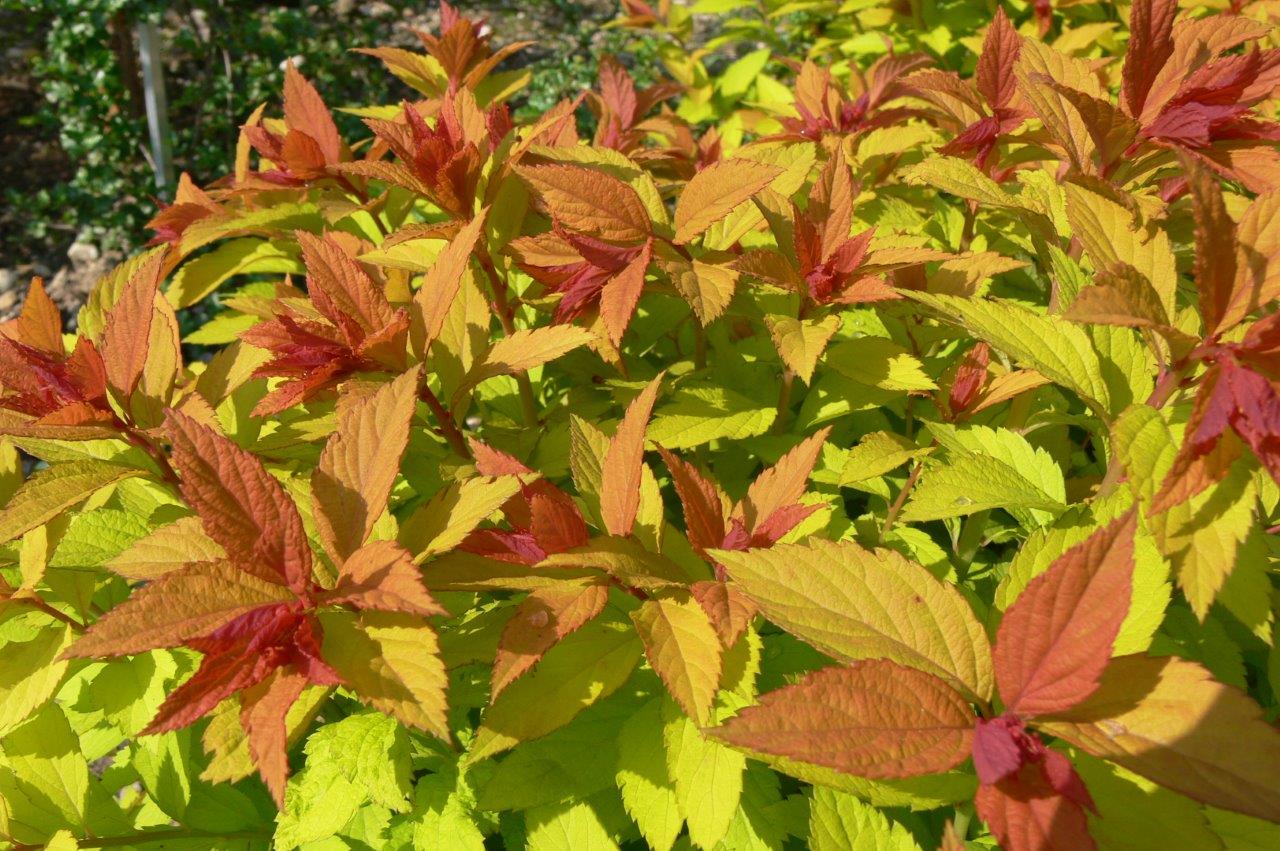 japonica Goldflame + f. (bumalda Goldflame)2 - Pistoia Verde