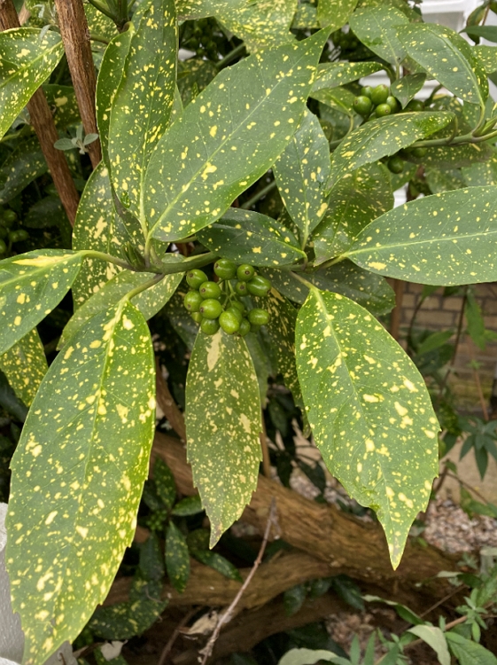 japonica var. Picturata - Pistoia Verde