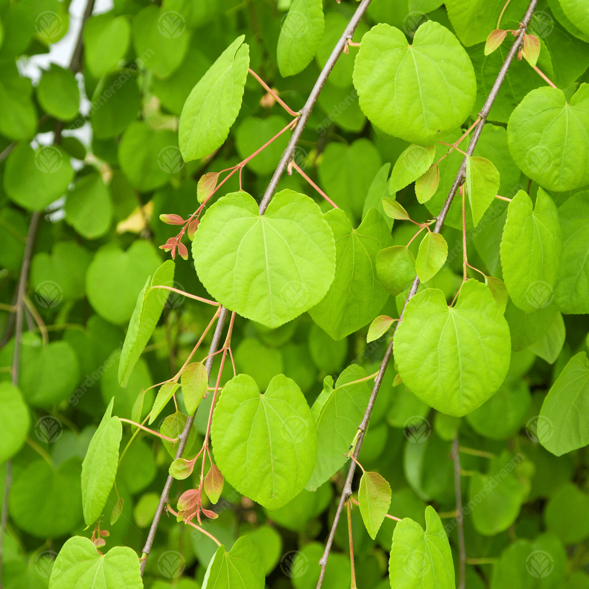 japonicum Pendulum 2 - Pistoia Verde