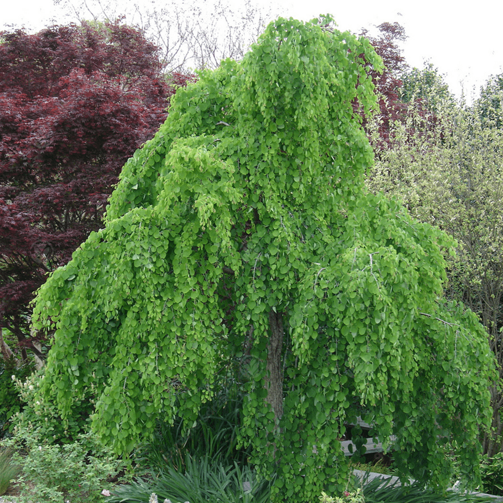 japonicum Pendulum - Pistoia Verde