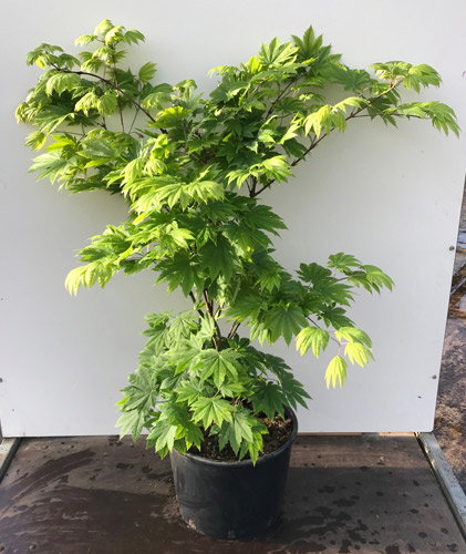 japonicum Vitifolium - Pistoia Verde