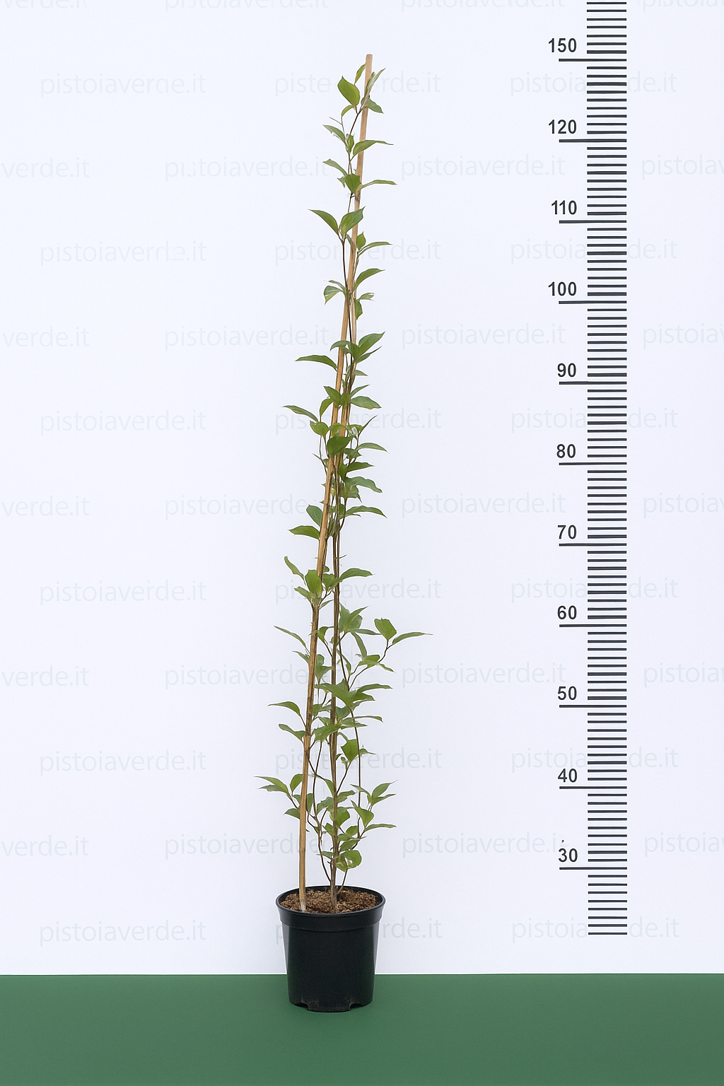 jasminiumbaesian - Pistoia Verde