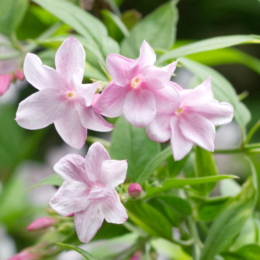jasminum-stephanense-p5554-42456_image - Pistoia Verde