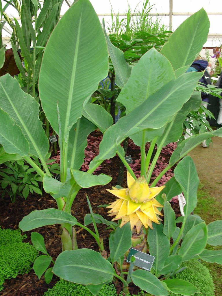 lasiocarpa (Musella lasiocarpa) - Pistoia Verde
