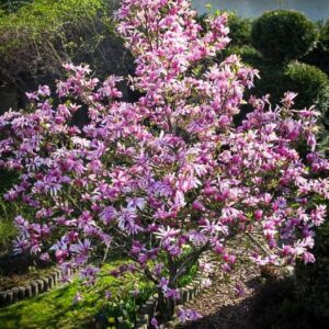 liliiflora Betty - Pistoia Verde