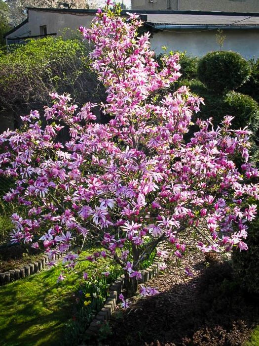 liliiflora Betty - Pistoia Verde