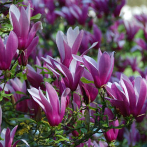 liliiflora Nigra - Pistoia Verde