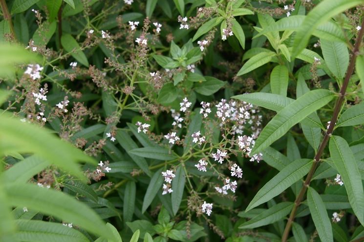 lippia_NG2 - Pistoia Verde