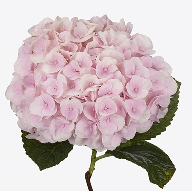 macrophylla Big Data ® Pink 'Tkhydpin12' - Pistoia Verde