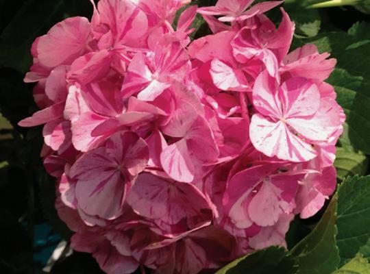 macrophylla Dancing Angel ® 'Sweet Fantasy' - Pistoia Verde