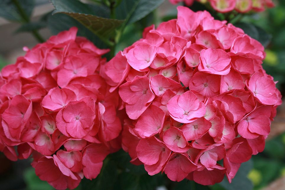Hydrangea macrophylla 'Julisa' - Pistoia Verde