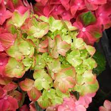 macrophylla Rembrandt ® Rosso Glory + f. - Pistoia Verde