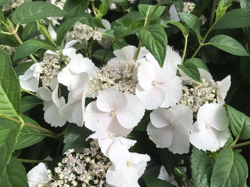 macrophylla Runaway Bride ® 'Snow White' + f. - Pistoia Verde