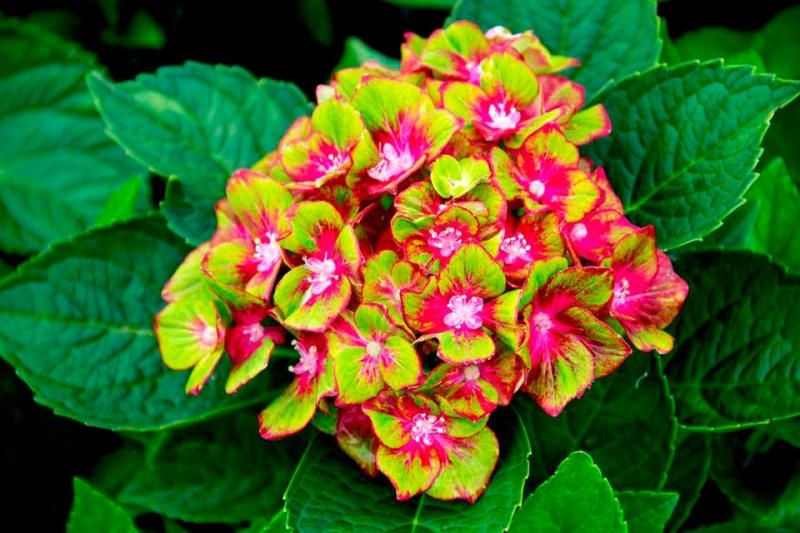 macrophylla Saxon ® Schloss Wackerbarth + f. - Pistoia Verde