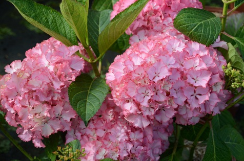 macrophylla So Long ® Sunny 'TK02' - Pistoia Verde