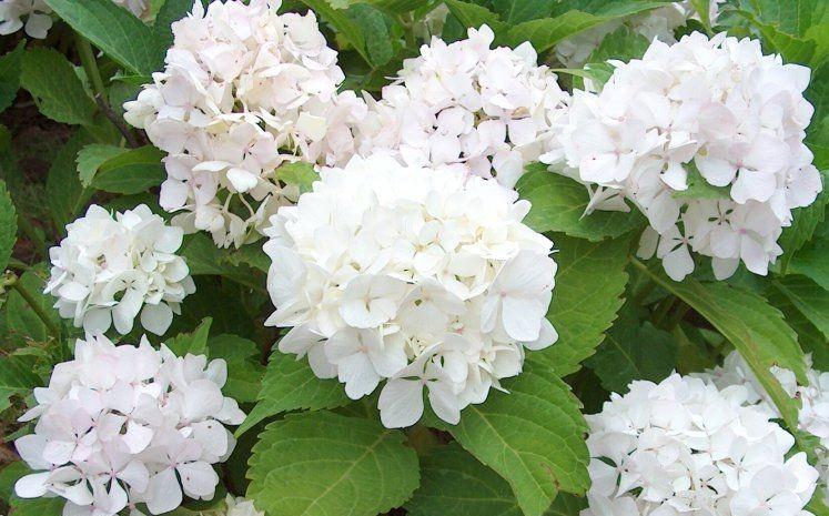 macrophylla Soeur Thérèse - Pistoia Verde