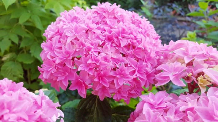 macrophylla You & Me Perfection ® 'Perfrie' - Pistoia Verde