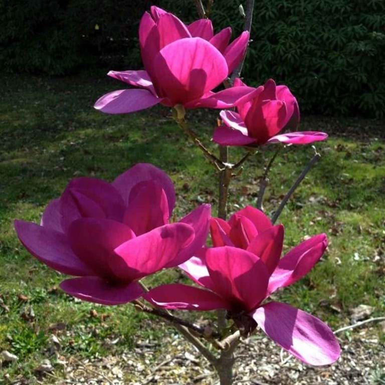 magnolia-royal-purple-wfzogyyioivk - Pistoia Verde