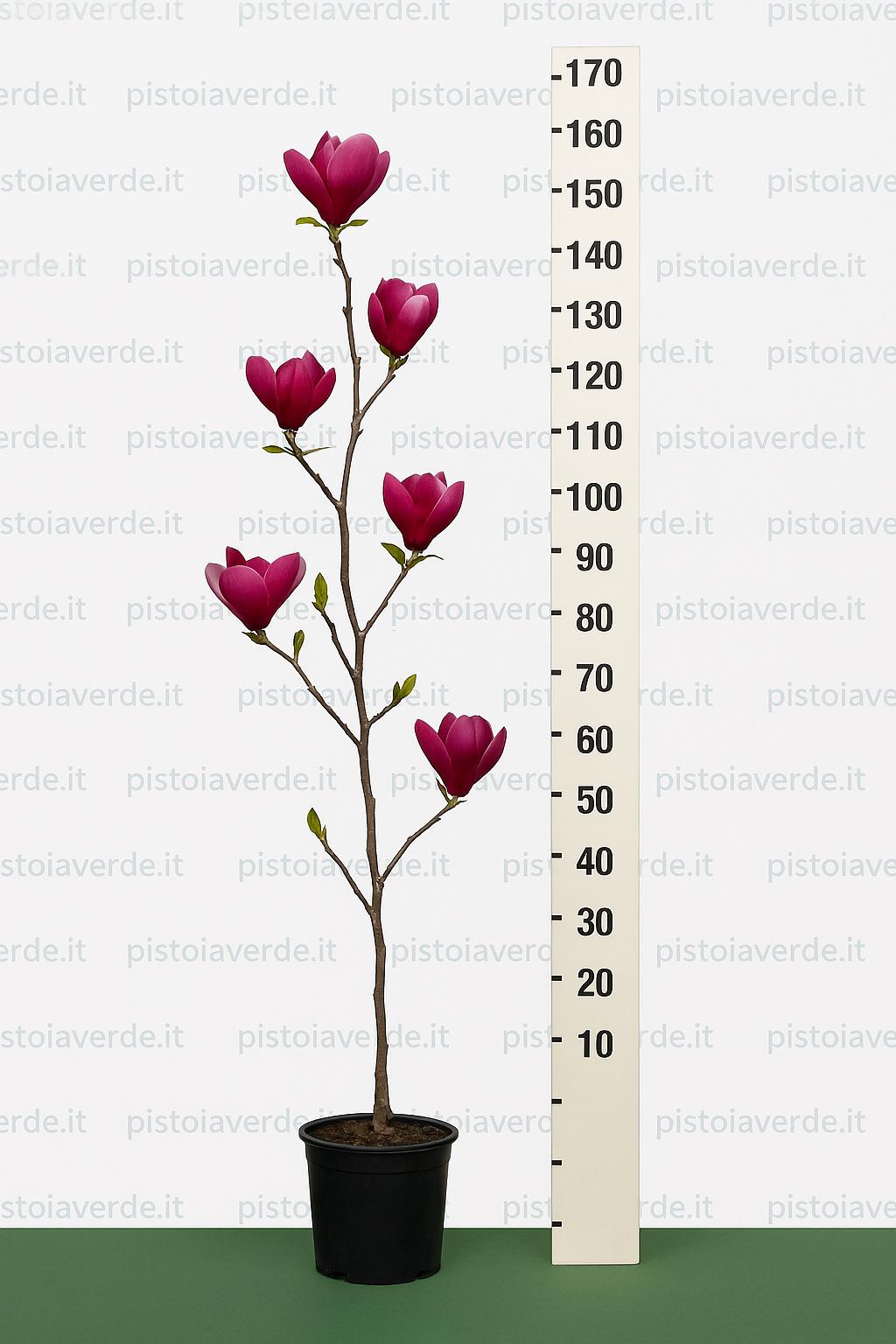 magnolia_royal_purple_160cm_elaborata - Pistoia Verde