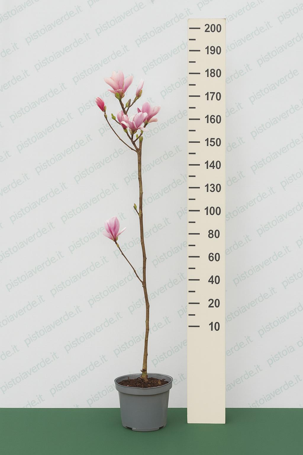 magnolia_satisfaction_150cm_elaborata - Pistoia Verde