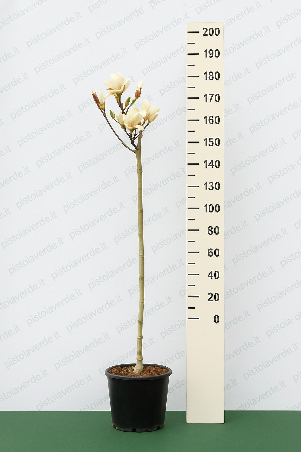 magnolia_sunrise_200cm_bis_elaborata - Pistoia Verde