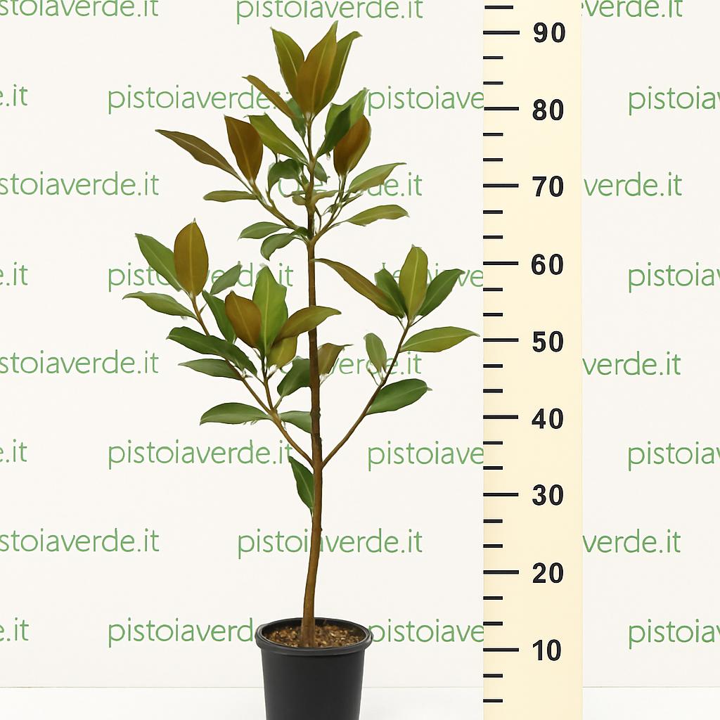 magnolia_tree_90cm 1 - Pistoia Verde
