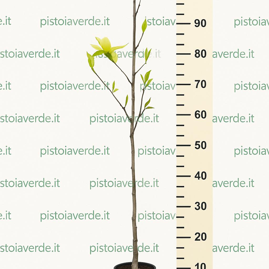 magnolia_yellow_bird_90cm_elaborata - Pistoia Verde