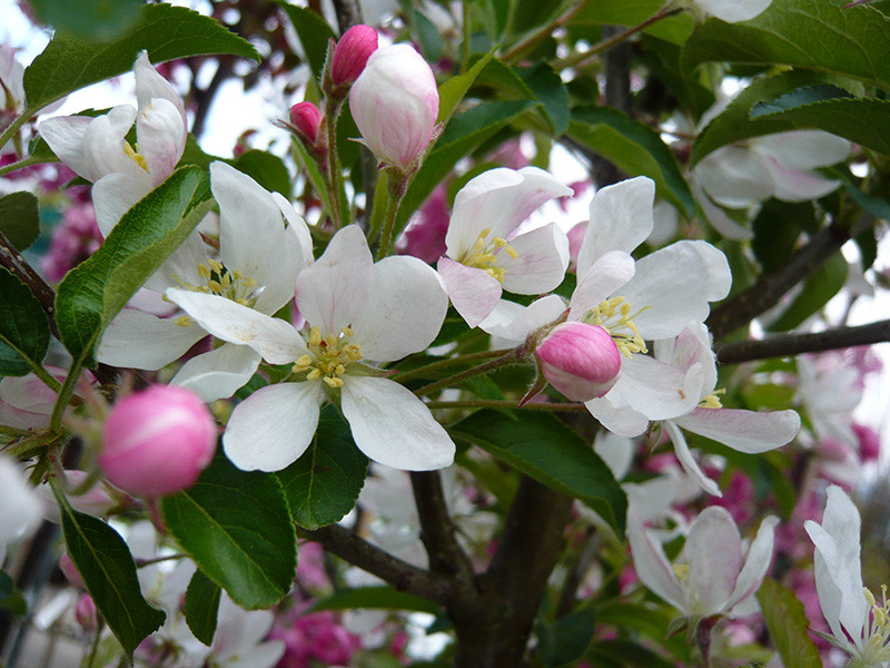 malus_comtesse_de_paris_ - Pistoia Verde