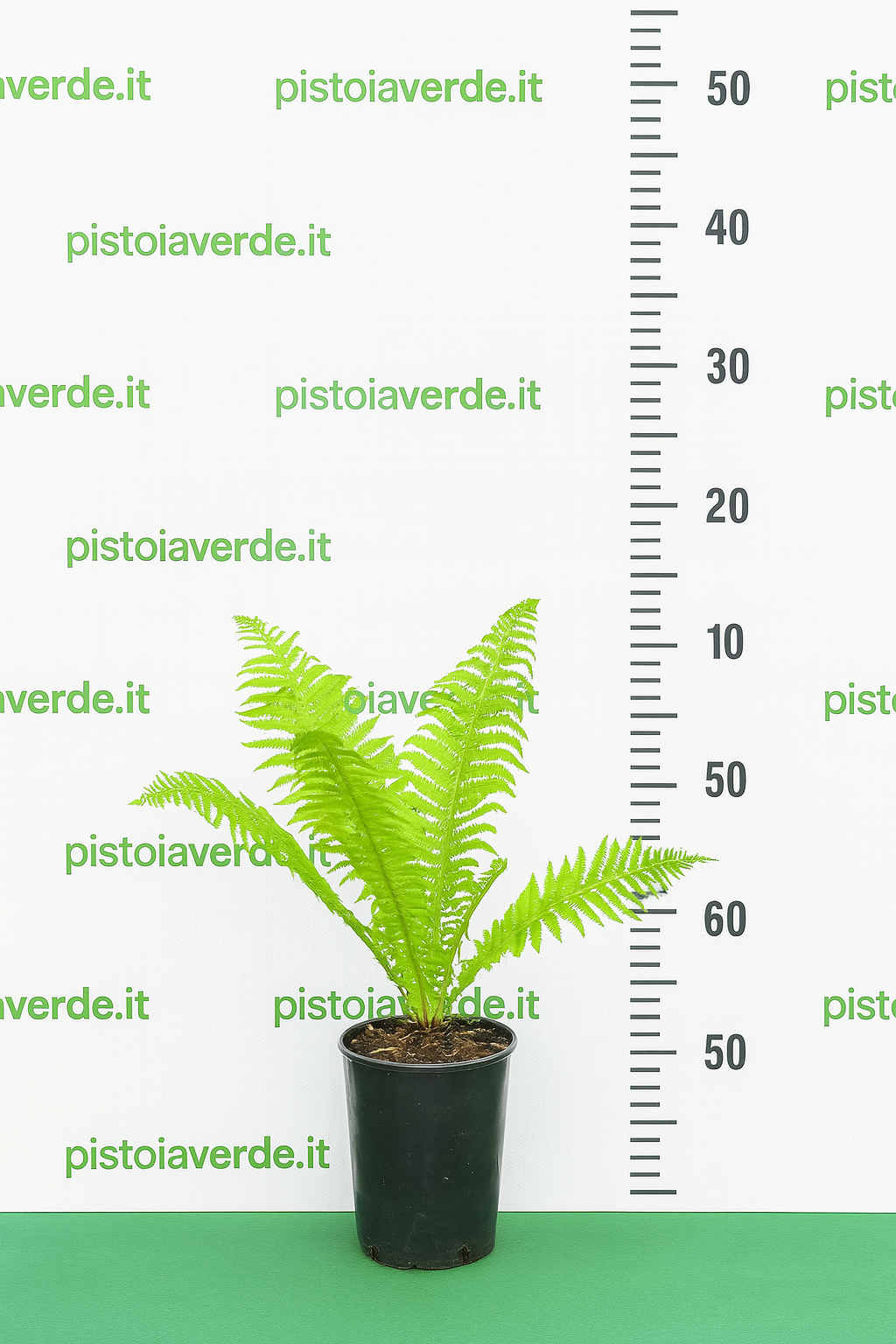mateuccia - Pistoia Verde