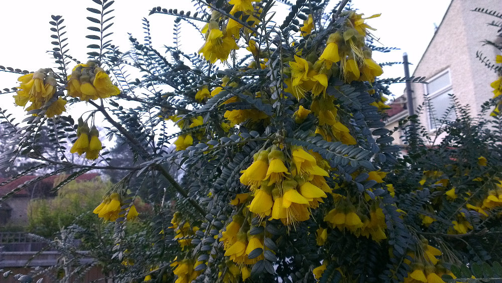 microphylla Sun King ® 'Hilsop' + f. - Pistoia Verde