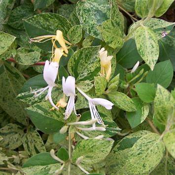 mint - Pistoia Verde