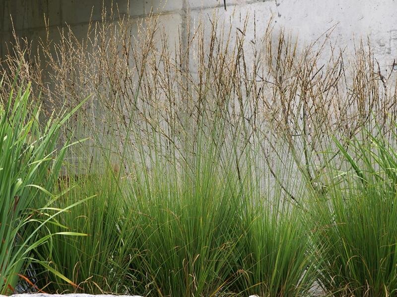 molinia-caerulea-edith-dudszus - Pistoia Verde