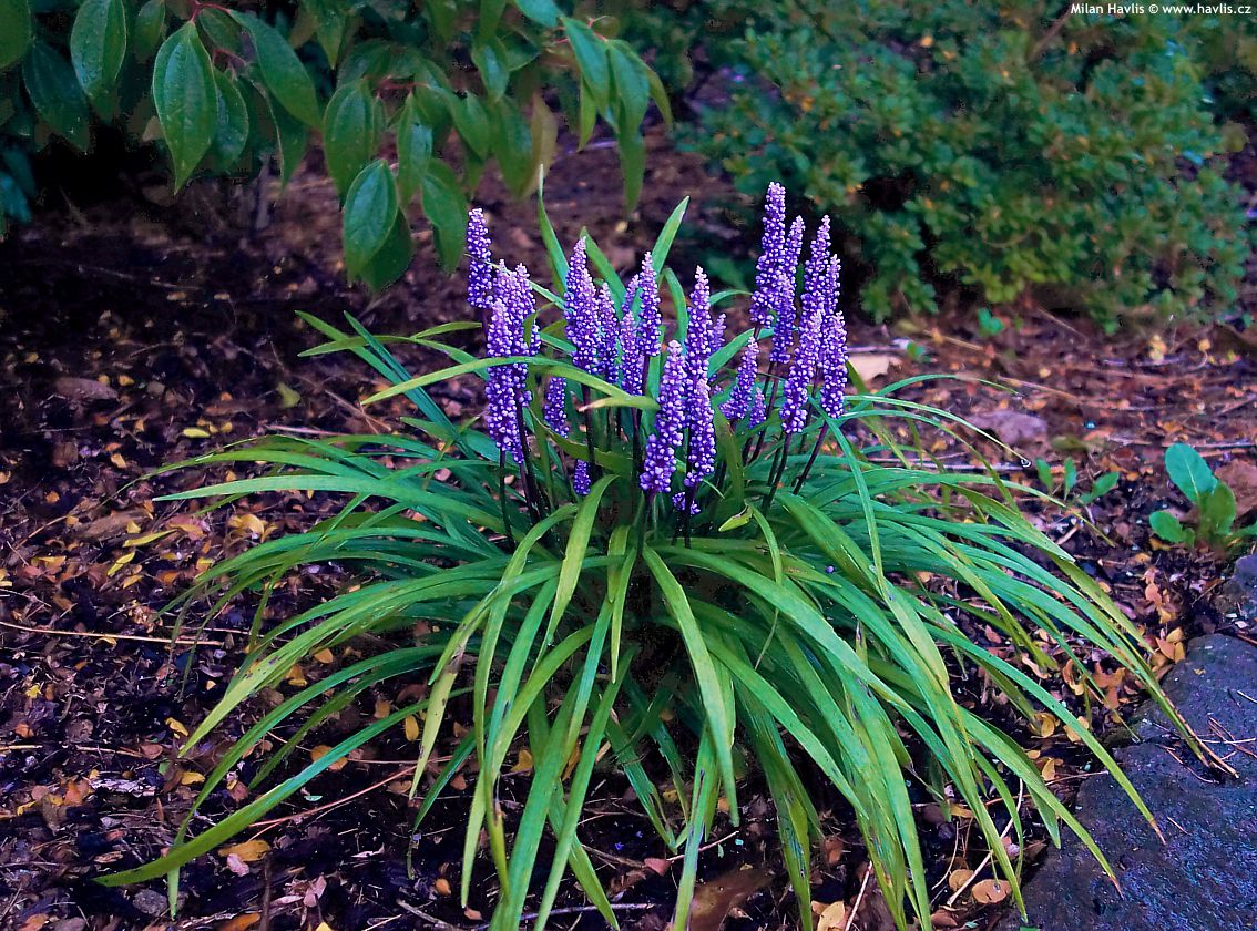 muscari Purple Passion - Pistoia Verde