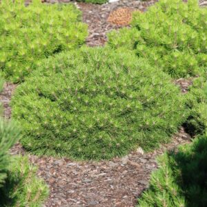 pinus nigra bambino