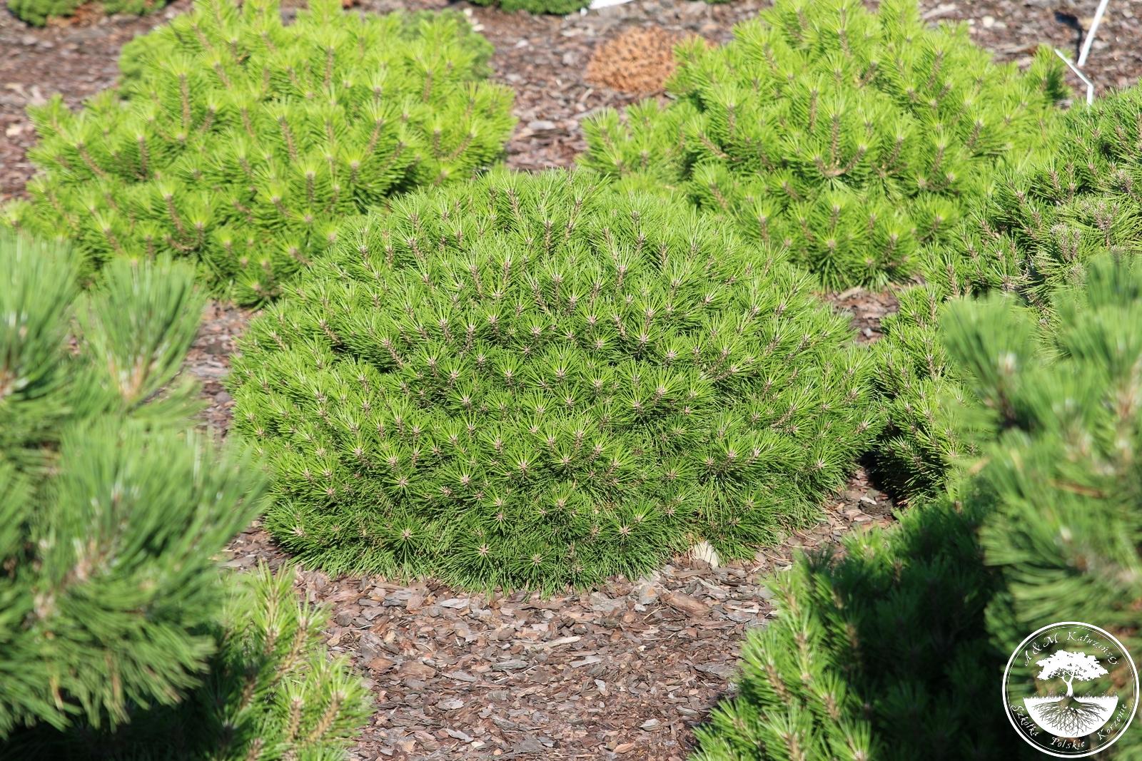 nigra Bambino ® Gaëlle Brégeon - Pistoia Verde pinus nigra bambino