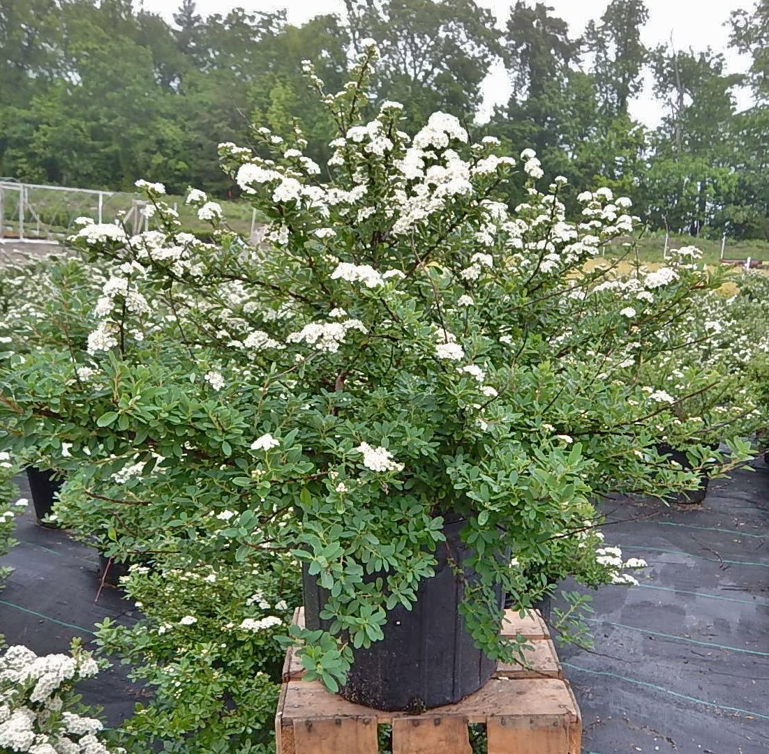 nipponica Snowmound + f. (nipp. v. tosaensis)2 - Pistoia Verde