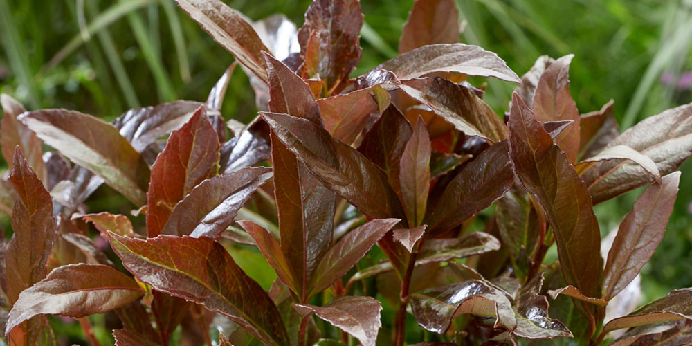 odoratissimum Coppertop ® 'Brant01' - Pistoia Verde