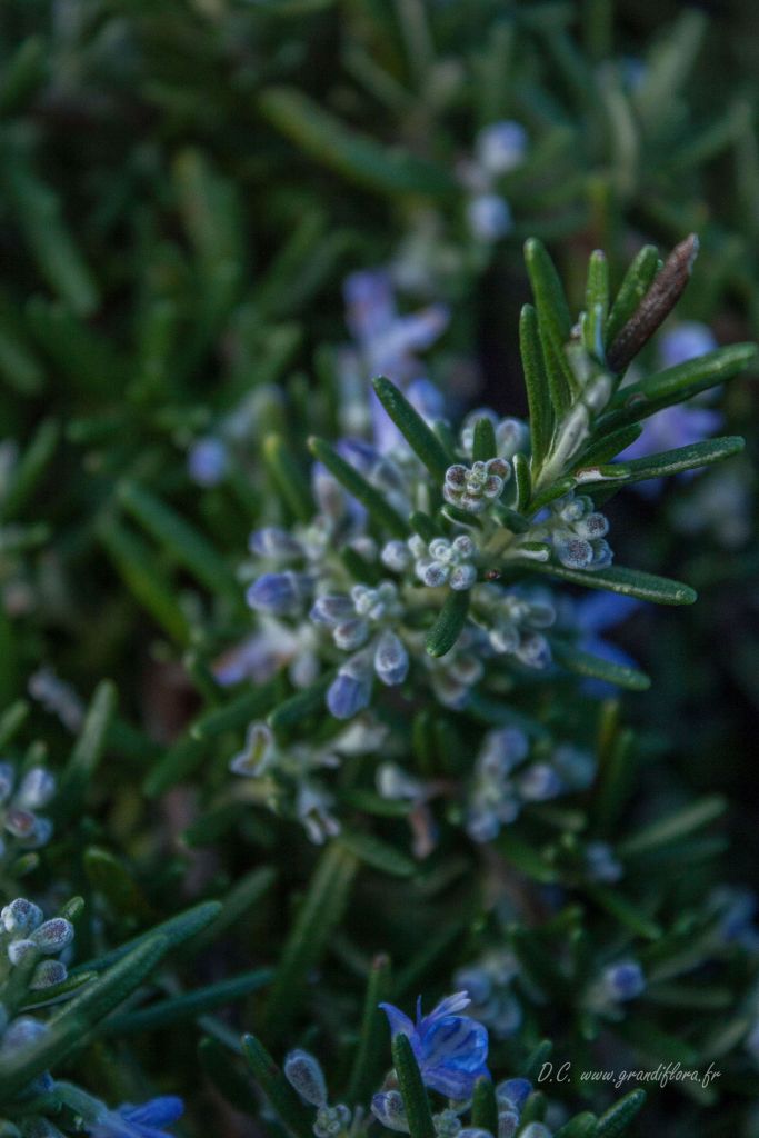 officinalis Point du Raz + f. 3 - Pistoia Verde