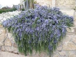 officinalis Point du Raz + f. - Pistoia Verde
