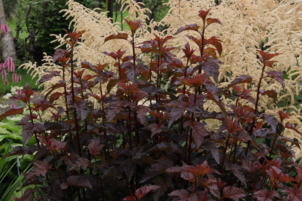 opulifolius Lady in Red ® 'Tuilad' + f. - Pistoia Verde