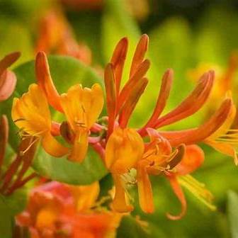 orange - Pistoia Verde