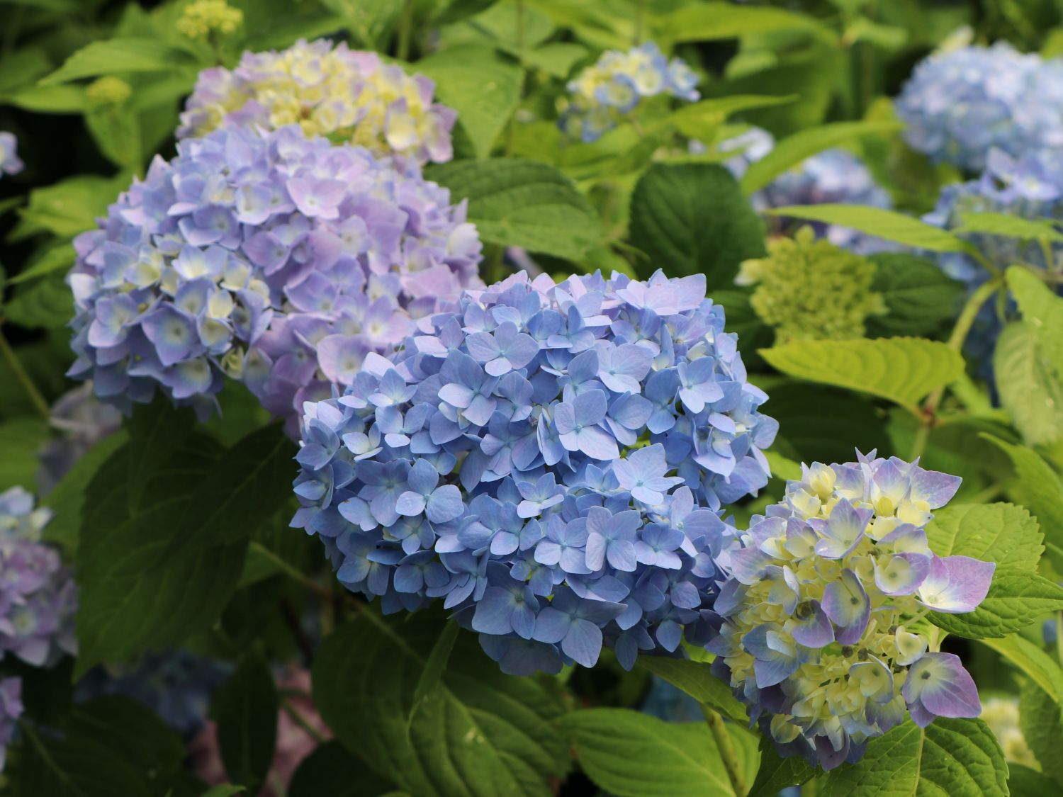 Ballhortensie Endless Summer ® The Original Blau - Hydrangea macrophylla Endless Summer ® The Original Blau - Pistoia Verde