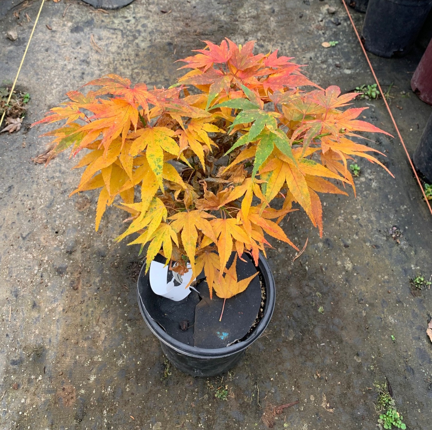 palmatum Mikawa yatsubusa - Pistoia Verde