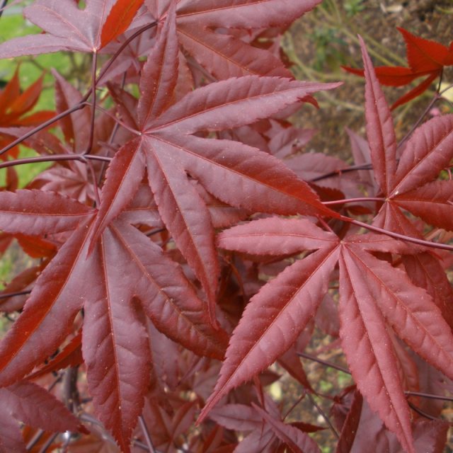 palmatum Millennium Red 2 - Pistoia Verde
