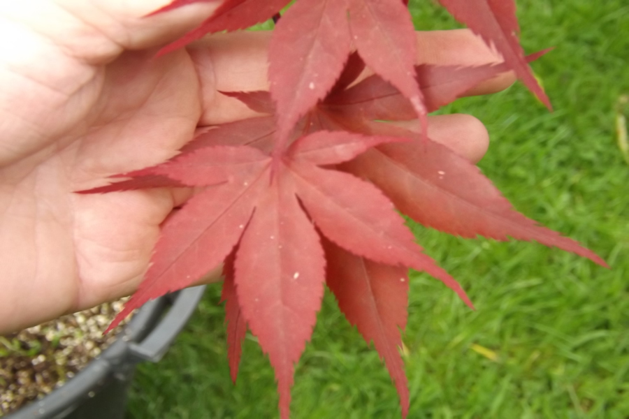 palmatum Okagami - Pistoia Verde