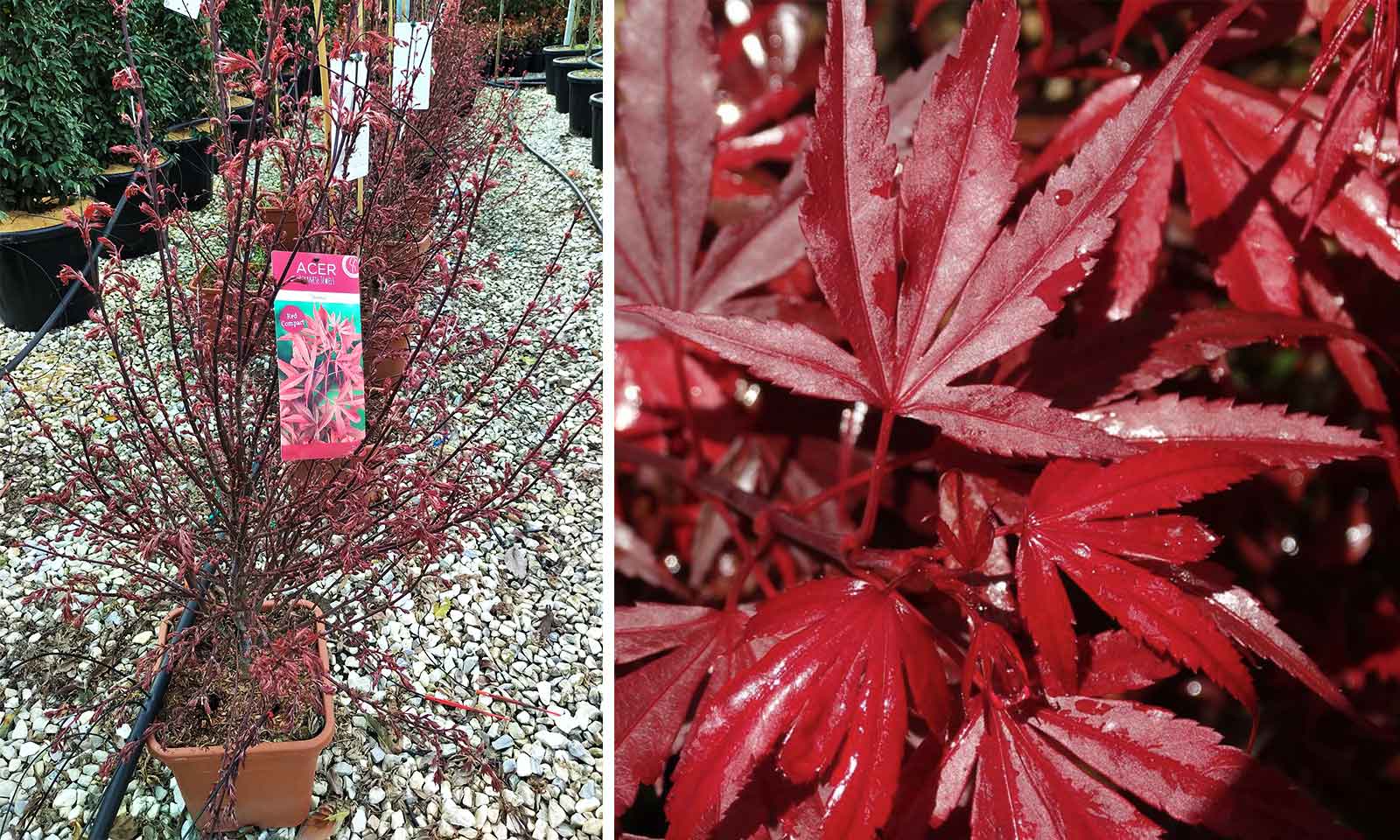 palmatum Shaina + f. - Pistoia Verde
