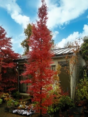 palmatum Tsukasa Silhouette ® 2 - Pistoia Verde