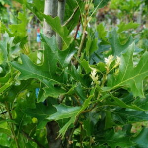 palustris Green Dwarf - Pistoia Verde