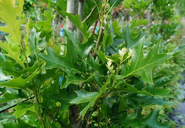 palustris Green Dwarf - Pistoia Verde